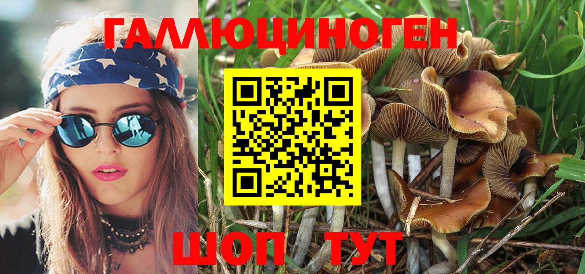 Шуя  Псилоцибиновые грибы Psilocybe  Вход с VPN  Псилоцибиновые грибы MAGIC MUSHROOMS 